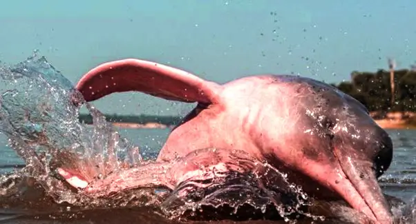 pink dolphins in peru